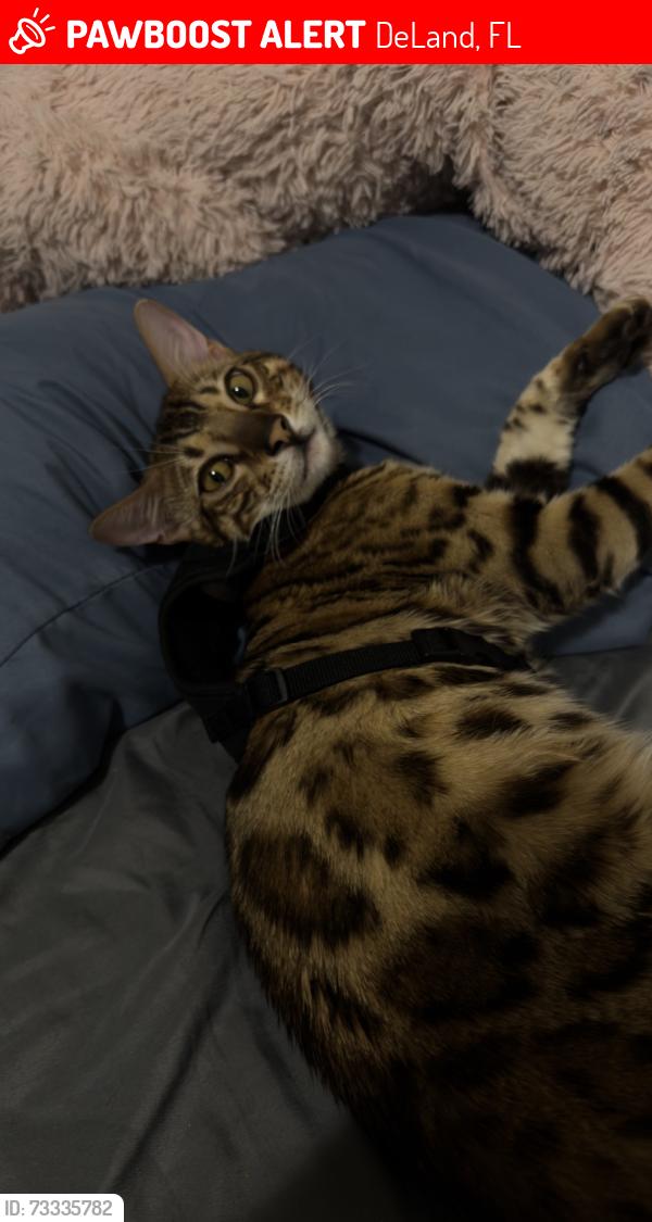 Lost Male Cat last seen freedom elementary, DeLand, FL 32724