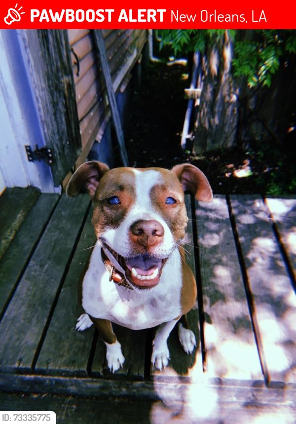Lost Female Dog last seen Frenchmen street, New Orleans, LA 70116