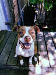 Lost Female Dog last seen Frenchmen street, New Orleans, LA 70116