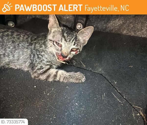 Found/Stray Unknown Cat last seen Medina and Gainey Road, Fayetteville, NC 28306
