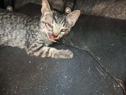 Found/Stray Unknown Cat last seen Medina and Gainey Road, Fayetteville, NC 28306