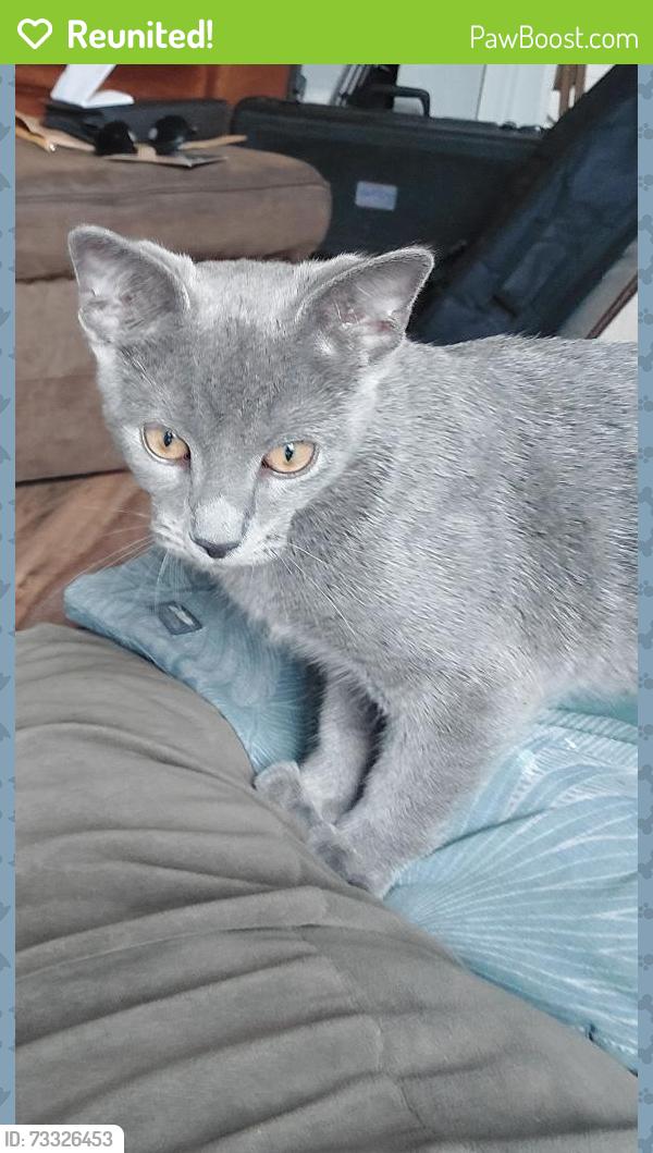 Reunited Female Cat last seen West vine street and south westnedge, Kalamazoo, MI 49008