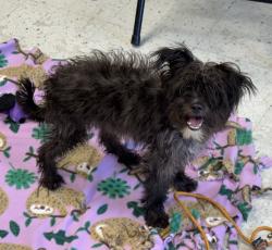 Shelter Stray Female Dog last seen Near W Pacific Avenue, SALT LAKE CITY, UT, 84104, 511 W 3900 S, Salt Lake City, UT 84123, USA