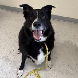 Shelter Stray Male Dog last seen Near S Redwood Road, SALT LAKE CITY, UT, 84104, 511 W 3900 S, Salt Lake City, UT 84123, USA