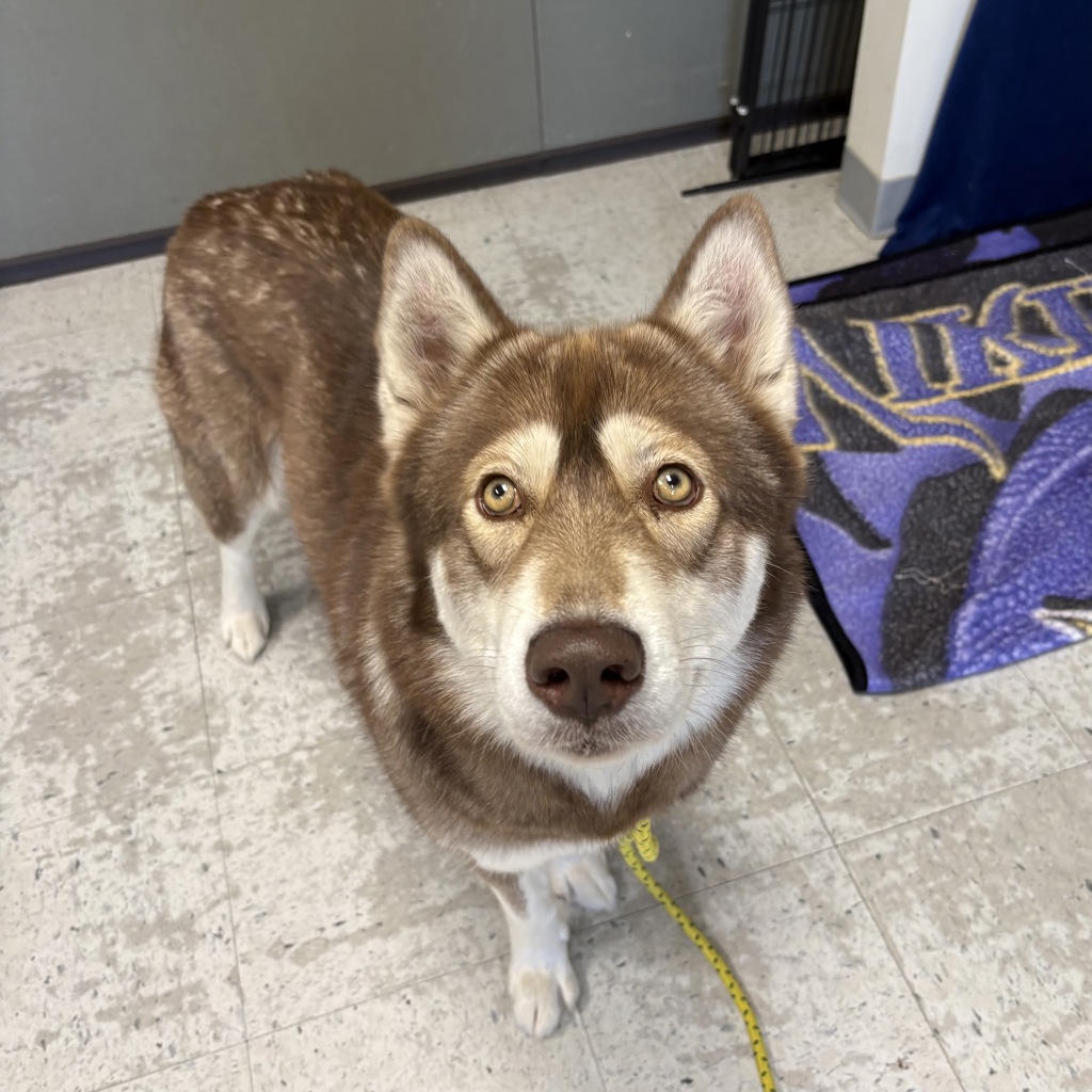 Shelter Stray Female Dog last seen Near S Dewdrops Drive, Kearns Township, UT, 84118, 511 W 3900 S, Salt Lake City, UT 84123, USA