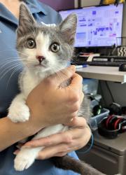 Shelter Stray Female Cat last seen Near Impressions Drive, Kearns Township, UT, 84118, 511 W 3900 S, Salt Lake City, UT 84123, USA