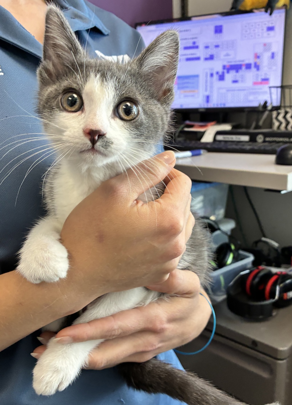 Shelter Stray Female Cat last seen Near Impressions Drive, Kearns Township, UT, 84118, 511 W 3900 S, Salt Lake City, UT 84123, USA