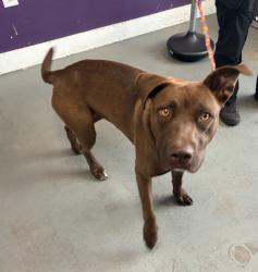 Shelter Stray Female Dog last seen Near W Standard Lane, Magna Township, UT, 84044, 511 W 3900 S, Salt Lake City, UT 84123, USA