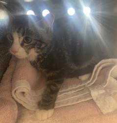 Shelter Stray Male Cat last seen Near W 5615 S, Kearns Township, UT, 84118, 511 W 3900 S, Salt Lake City, UT 84123, USA