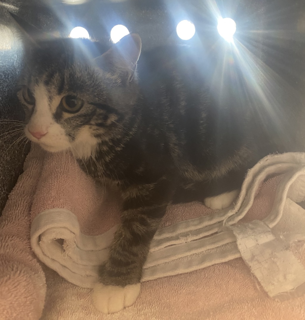 Shelter Stray Male Cat last seen Near W 5615 S, Kearns Township, UT, 84118, 511 W 3900 S, Salt Lake City, UT 84123, USA