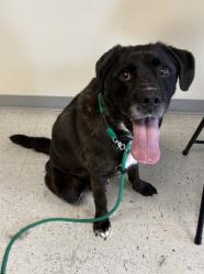 Shelter Stray Male Dog last seen Near N Catherine Drive, SALT LAKE CITY, UT, 84116, 511 W 3900 S, Salt Lake City, UT 84123, USA