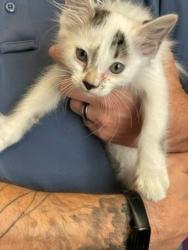 Shelter Stray Female Cat last seen Near S Shaggy Mountain Road, Unincorporated, UT, 84065, 511 W 3900 S, Salt Lake City, UT 84123, USA