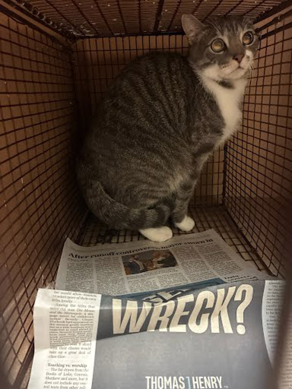 Shelter Stray Unknown Cat last seen Near Ravensdale Lane, AUSTIN, TX, 78723, 7201 Levander Loop bldg a, Austin, TX 78702, USA