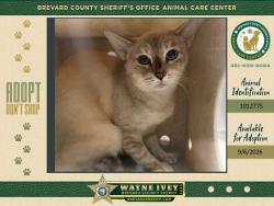 Shelter Stray Female Cat last seen Near Riveredge Drive, TITUSVILLE, FL, 32780, 5100 W Eau Gallie Blvd, Melbourne, FL 32934, USA