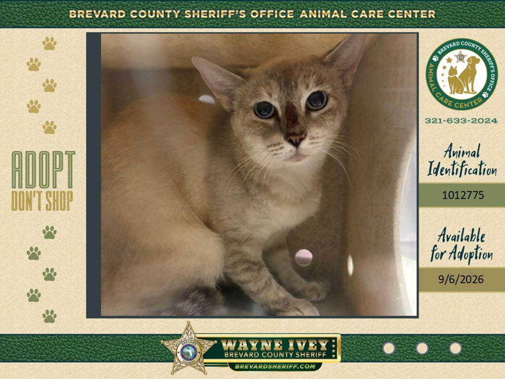 Shelter Stray Female Cat last seen Near Riveredge Drive, TITUSVILLE, FL, 32780, 5100 W Eau Gallie Blvd, Melbourne, FL 32934, USA