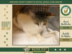 Shelter Stray Female Cat last seen Near Fruitport Street, COCOA, FL, 32927, 5100 W Eau Gallie Blvd, Melbourne, FL 32934, USA