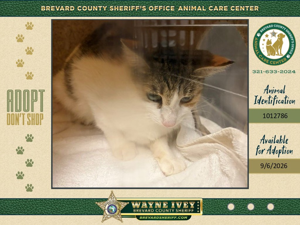 Shelter Stray Female Cat last seen Near Fruitport Street, COCOA, FL, 32927, 5100 W Eau Gallie Blvd, Melbourne, FL 32934, USA