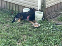 Found/Stray Male Dog last seen Mount pleasant, Whitfield County, GA 30710