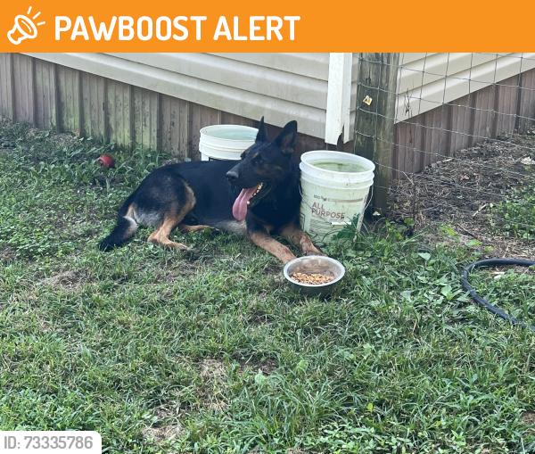 Found/Stray Male Dog last seen Mount pleasant, Whitfield County, GA 30710
