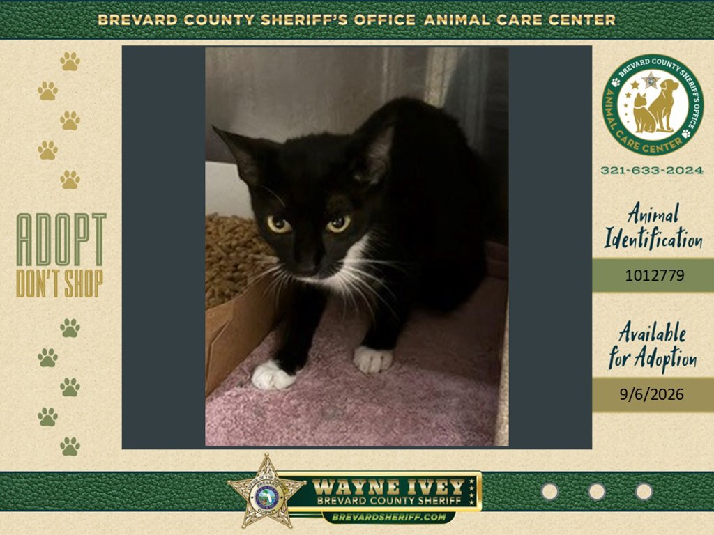 Shelter Stray Female Cat last seen Coleman Road, TITUSVILLE, FL, 32796, 5100 W Eau Gallie Blvd, Melbourne, FL 32934, USA