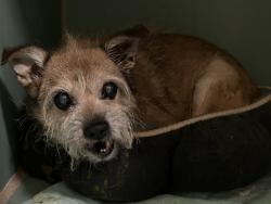 Shelter Stray Male Dog last seen Near Allerton Avenue, BRONX, NY, 10467, 326 E 110th St, New York, NY 10029, USA