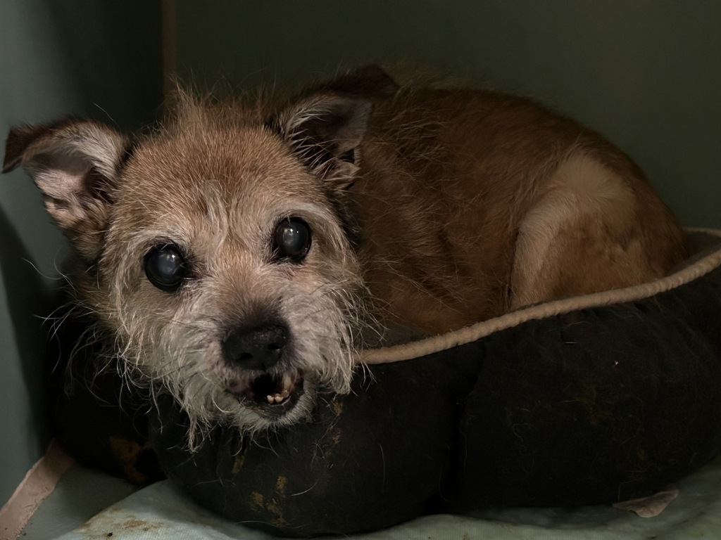 Shelter Stray Male Dog last seen Near Allerton Avenue, BRONX, NY, 10467, 326 E 110th St, New York, NY 10029, USA