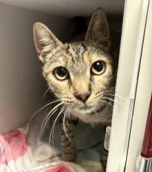 Shelter Stray Female Cat last seen Near Rock Springs Road, Escondido, CA, 92026, Escondido, CA 92027, USA