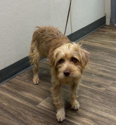 Shelter Stray Male Dog last seen Calhoun, San Diego, CA, 92110, 5500 Gaines St, San Diego, CA 92110, USA