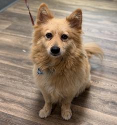 Shelter Stray Male Dog last seen Corando Avenue, San Diego, CA, 92154, 5500 Gaines St, San Diego, CA 92110, USA