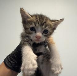 Shelter Stray Female Cat last seen Ingrid, San Diego, CA, 92154, 5500 Gaines St, San Diego, CA 92110, USA