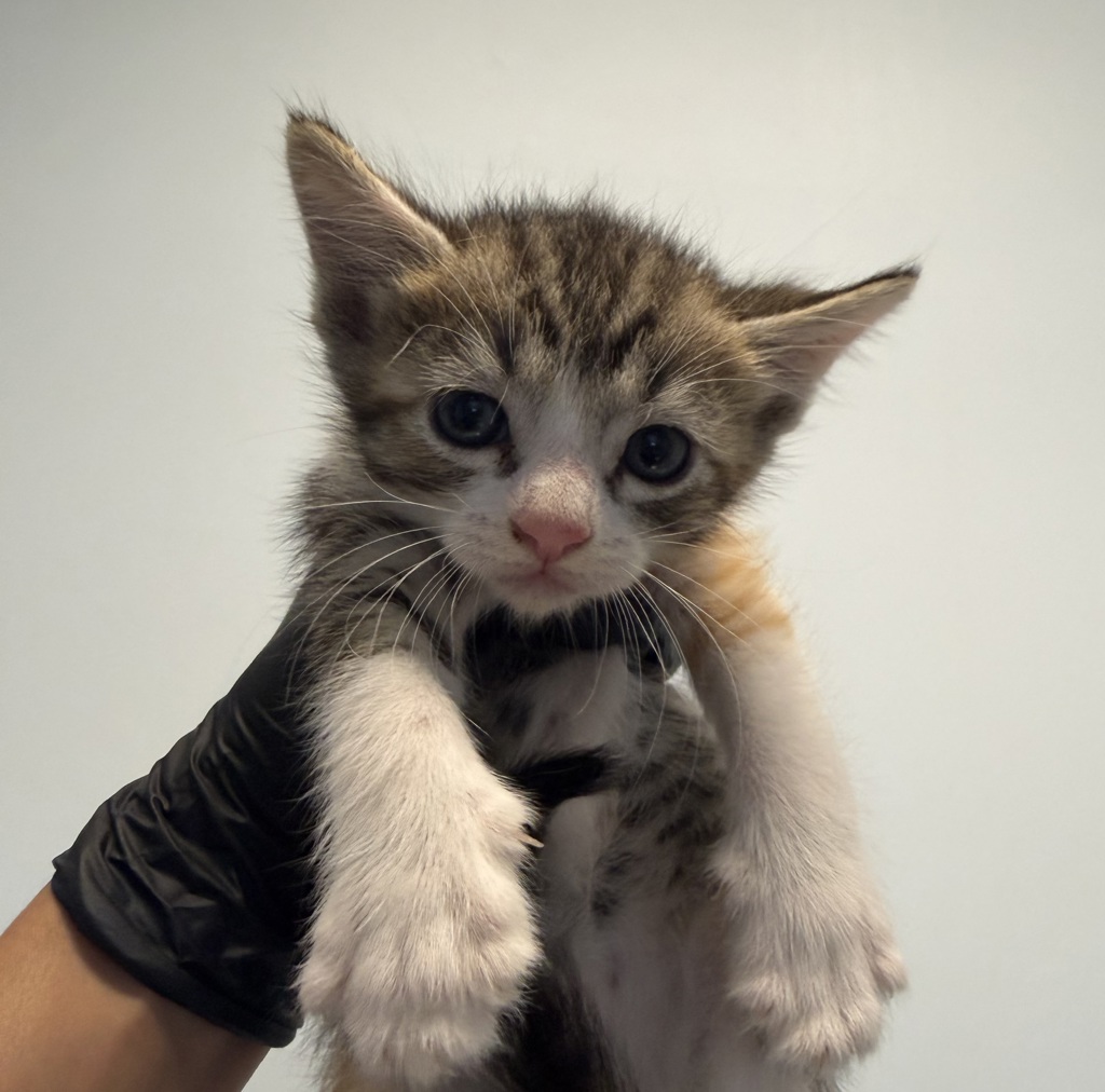 Shelter Stray Female Cat last seen Ingrid, San Diego, CA, 92154, 5500 Gaines St, San Diego, CA 92110, USA