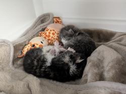 Shelter Stray Female Cat last seen Near Eastchester Road, BRONX, NY, 10461, 326 E 110th St, New York, NY 10029, USA