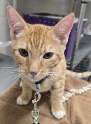 Shelter Stray Male Cat last seen Near Montrose Court, El Cajon, CA, 92020, El Cajon, CA 92020, USA