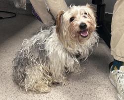 Shelter Stray Male Dog last seen Near Nelson Avenue, BRONX, NY, 10452, 326 E 110th St, New York, NY 10029, USA