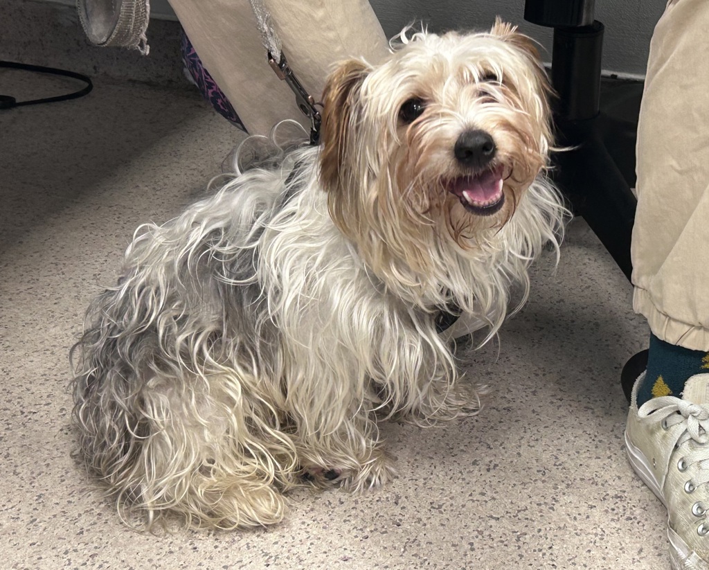 Shelter Stray Male Dog last seen Near Nelson Avenue, BRONX, NY, 10452, 326 E 110th St, New York, NY 10029, USA