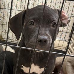 Shelter Stray Female Dog last seen Not Provided., San Diego, CA, 92102, 5500 Gaines St, San Diego, CA 92110, USA
