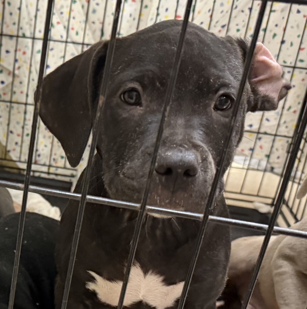 Shelter Stray Female Dog last seen Not Provided., San Diego, CA, 92102, 5500 Gaines St, San Diego, CA 92110, USA