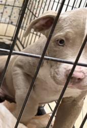 Shelter Stray Male Dog last seen Not Provided., San Diego, CA, 92102, 5500 Gaines St, San Diego, CA 92110, USA