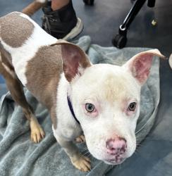 Shelter Stray Female Dog last seen Near Franklin River Drive, SOUTHFIELD, MI, 48034, 1200 N Telegraph Building 42E, Pontiac, MI 48340, USA
