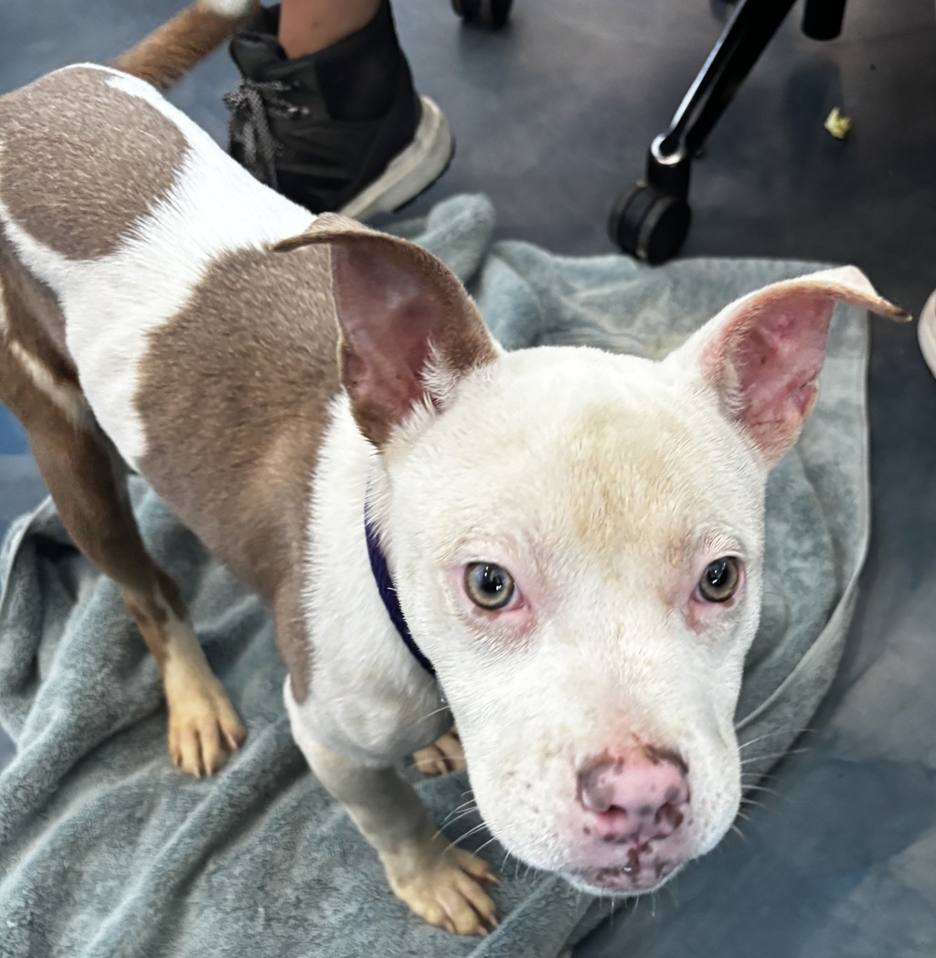 Shelter Stray Female Dog last seen Near Franklin River Drive, SOUTHFIELD, MI, 48034, 1200 N Telegraph Building 42E, Pontiac, MI 48340, USA