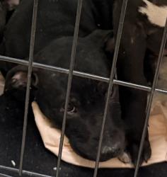 Shelter Stray Female Dog last seen Not Provided., San Diego, CA, 92102, 5500 Gaines St, San Diego, CA 92110, USA