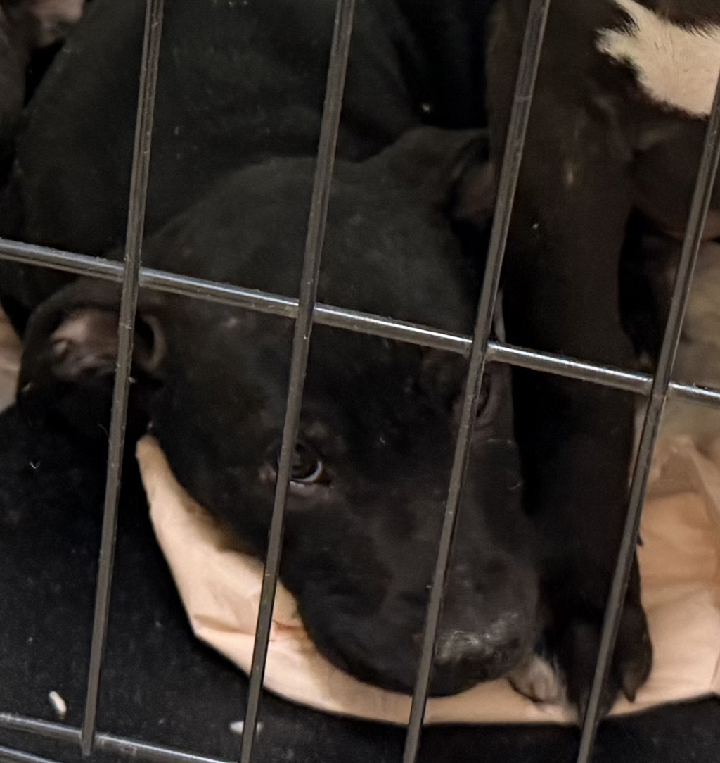 Shelter Stray Female Dog last seen Not Provided., San Diego, CA, 92102, 5500 Gaines St, San Diego, CA 92110, USA