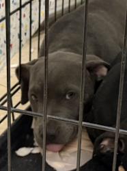 Shelter Stray Female Dog last seen Not Provided., San Diego, CA, 92102, 5500 Gaines St, San Diego, CA 92110, USA
