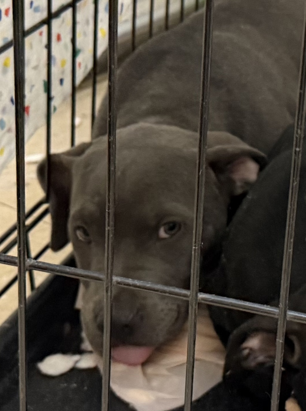 Shelter Stray Female Dog last seen Not Provided., San Diego, CA, 92102, 5500 Gaines St, San Diego, CA 92110, USA