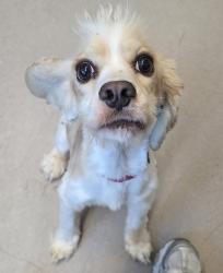Shelter Stray Male Dog last seen Near Parks Avenue, La Mesa, CA, 91941, El Cajon, CA 92020, USA