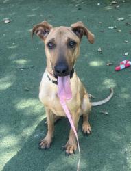 Shelter Stray Male Dog last seen Palomar Airport Road, Carlsbad, CA, 92011, Oceanside, CA 92058, USA