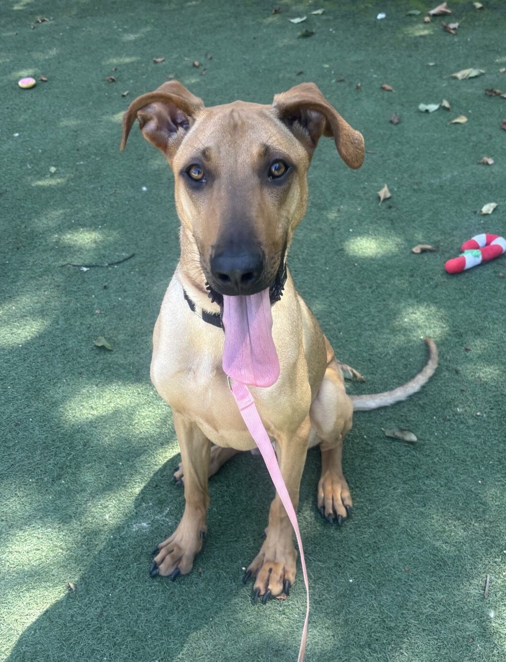 Shelter Stray Male Dog last seen Palomar Airport Road, Carlsbad, CA, 92011, Oceanside, CA 92058, USA