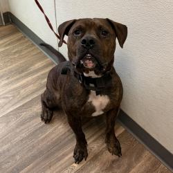Shelter Stray Male Dog last seen Tijuana River Valley, Imperial Beach, CA, 91932, 5500 Gaines St, San Diego, CA 92110, USA