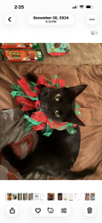 Lost Male Cat last seen Woods between school and willow lane, Bridgeport, WV 26330