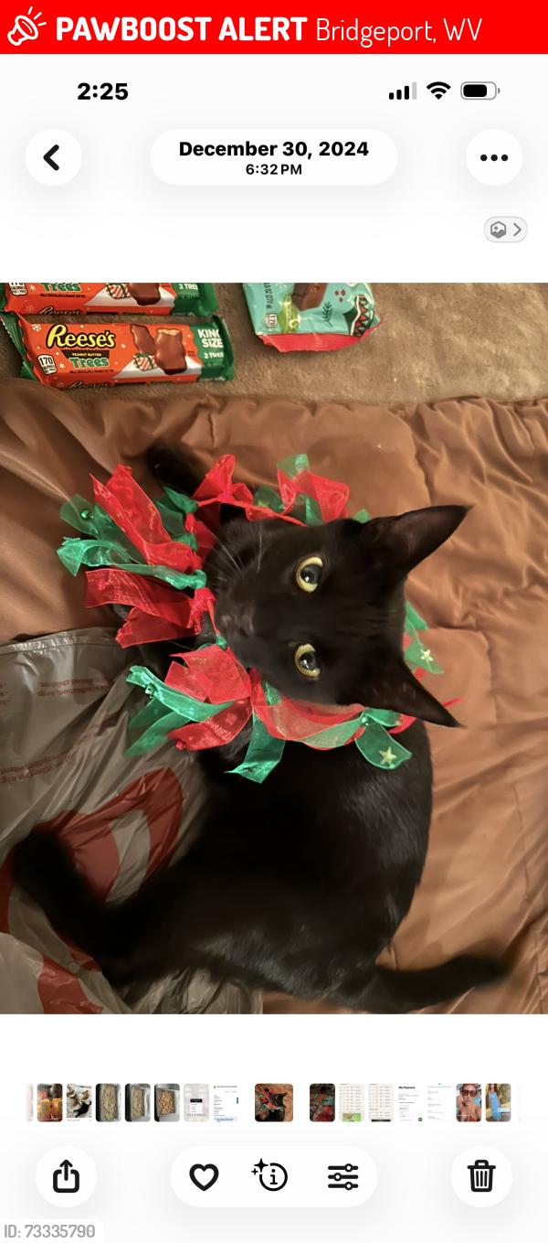 Lost Male Cat last seen Woods between school and willow lane, Bridgeport, WV 26330